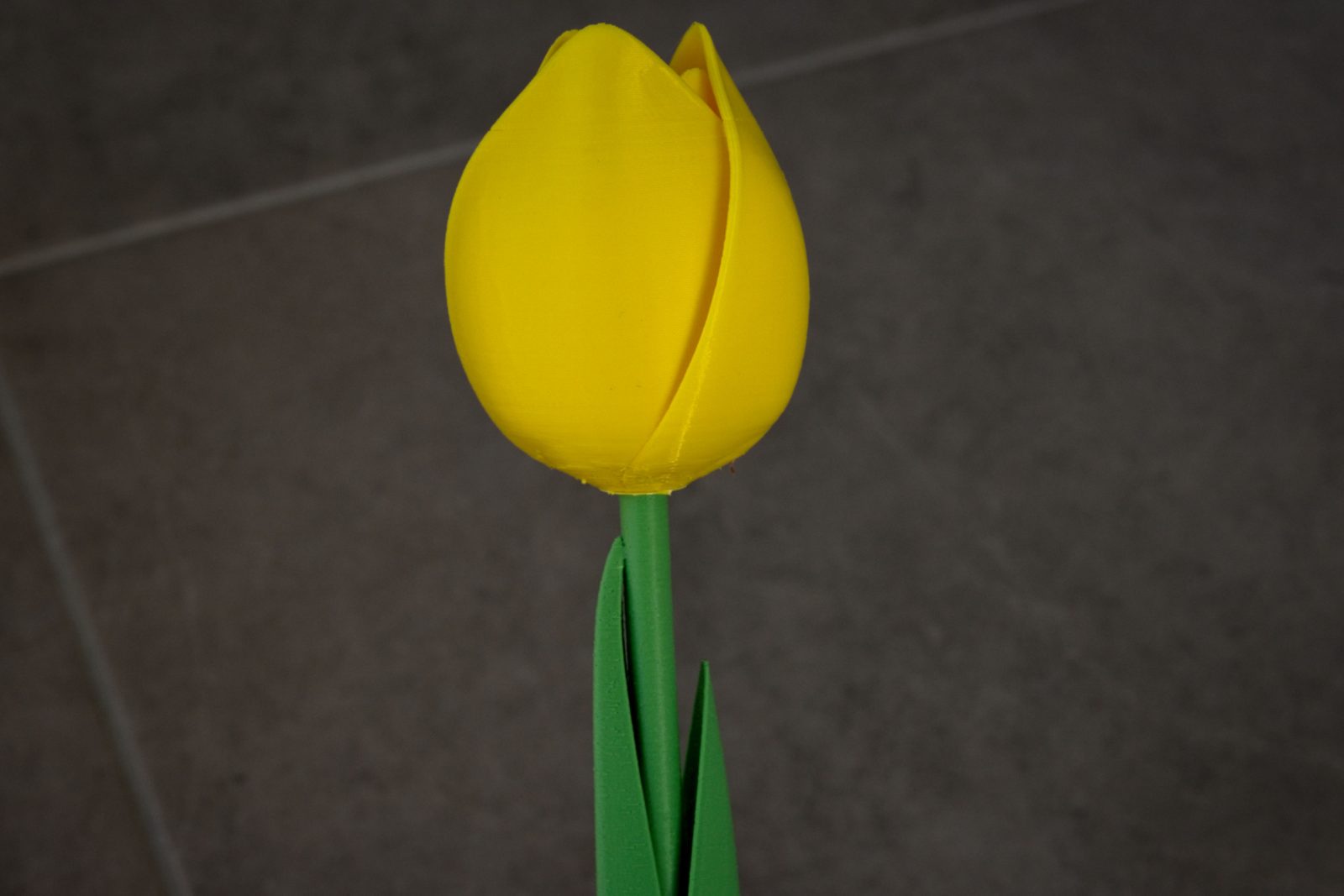 #134 The Tulip — vue 12