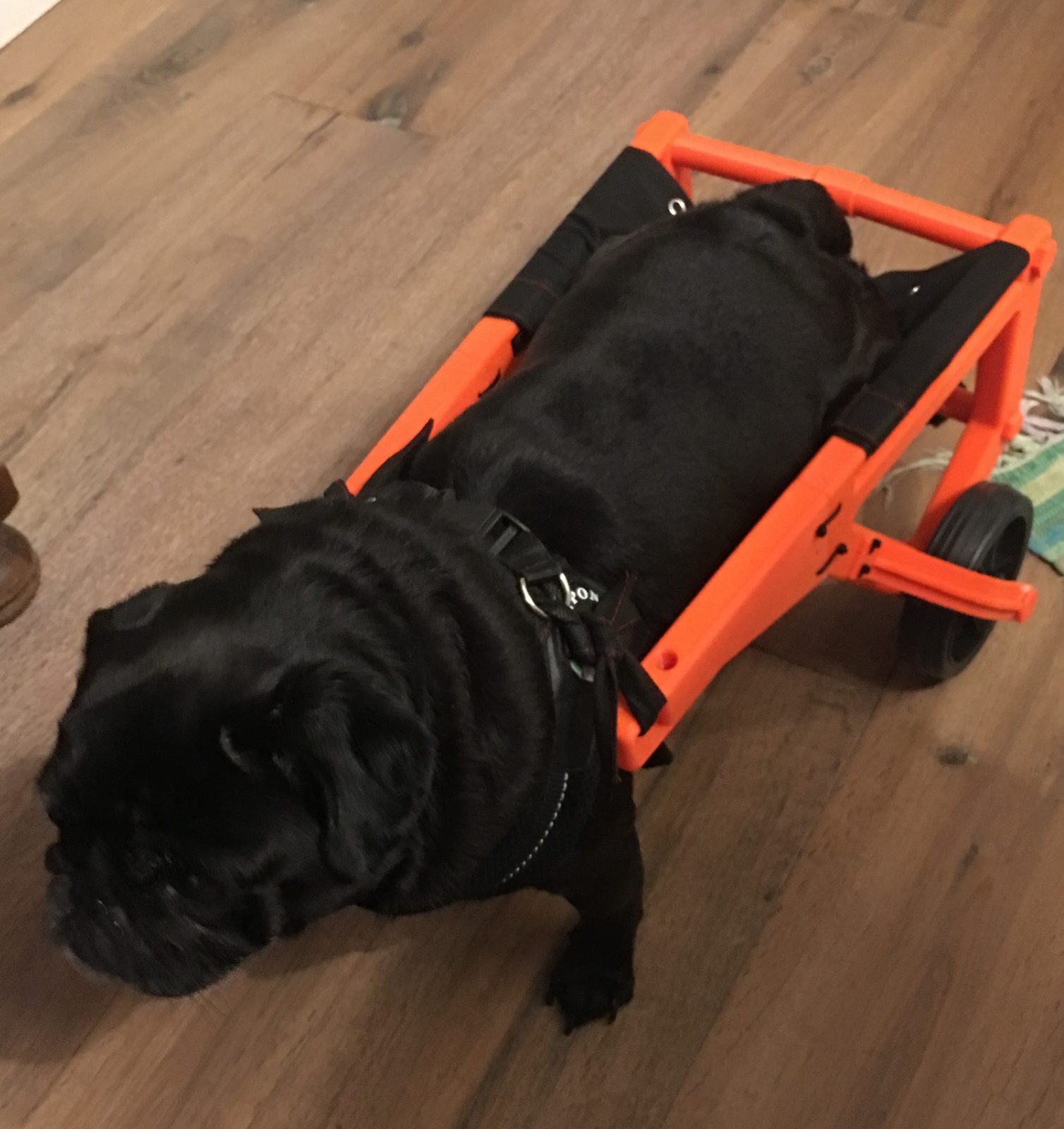 #216 Pug Wheels - Dog Wheelchairs - Version 2 — vue 2