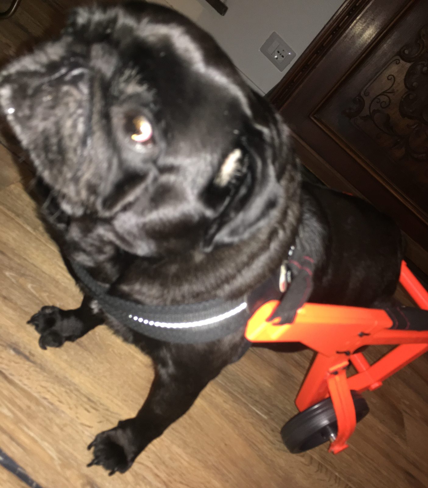 #216 Pug Wheels - Dog Wheelchairs - Version 2 — vue 3