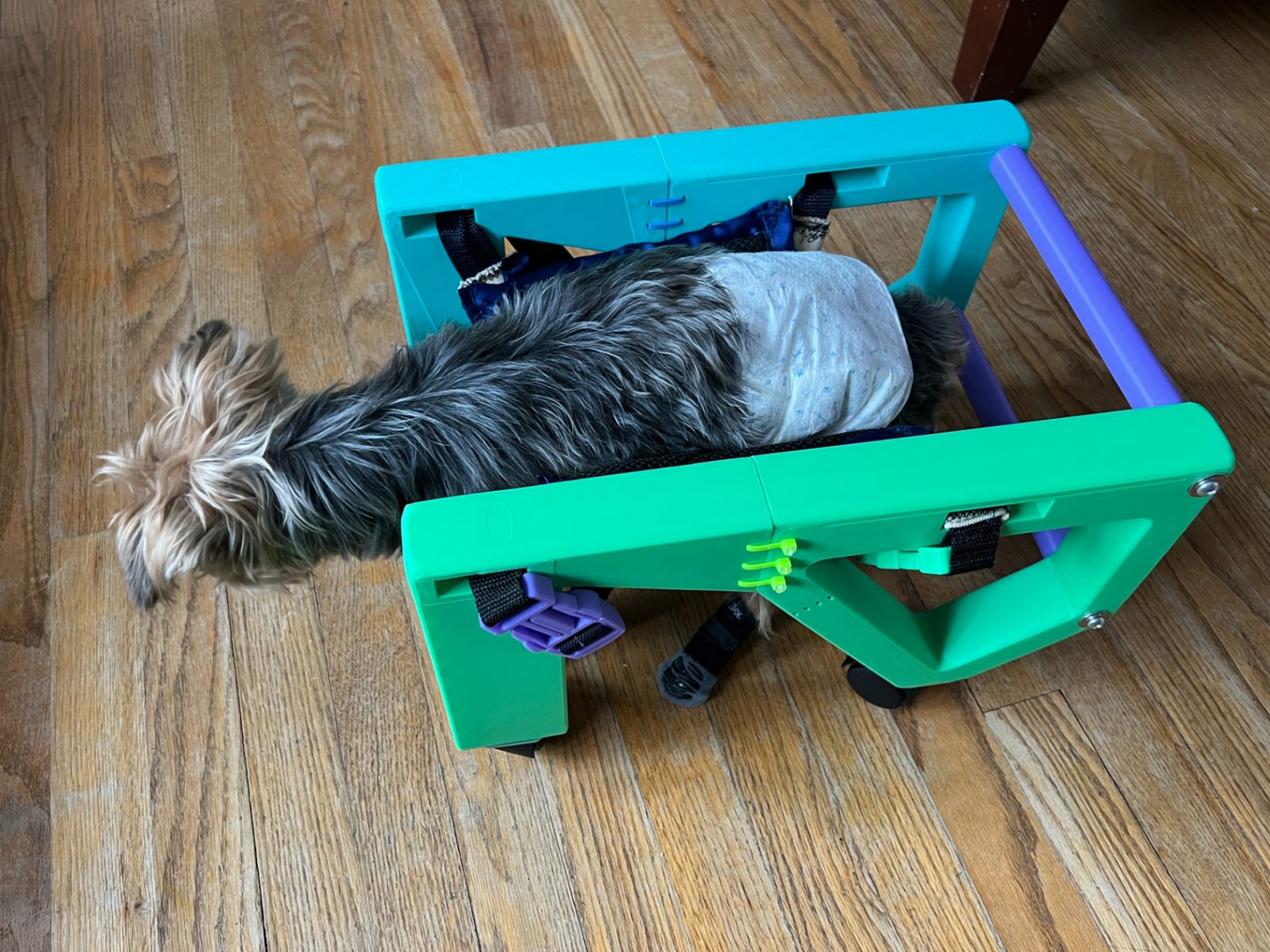 #217 Small Dog Wheelchair — vue 2