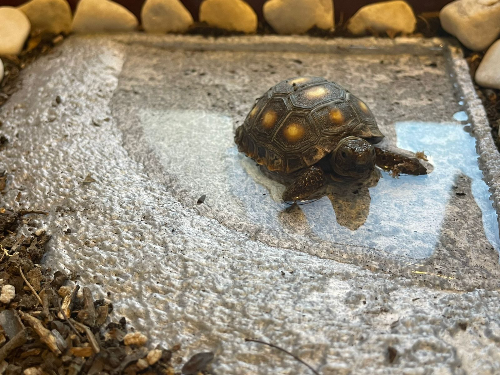 Bathing pool for turtle texturized — vue 1