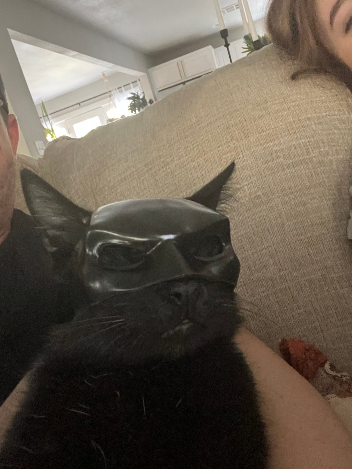 Batman cat mask — vue 1