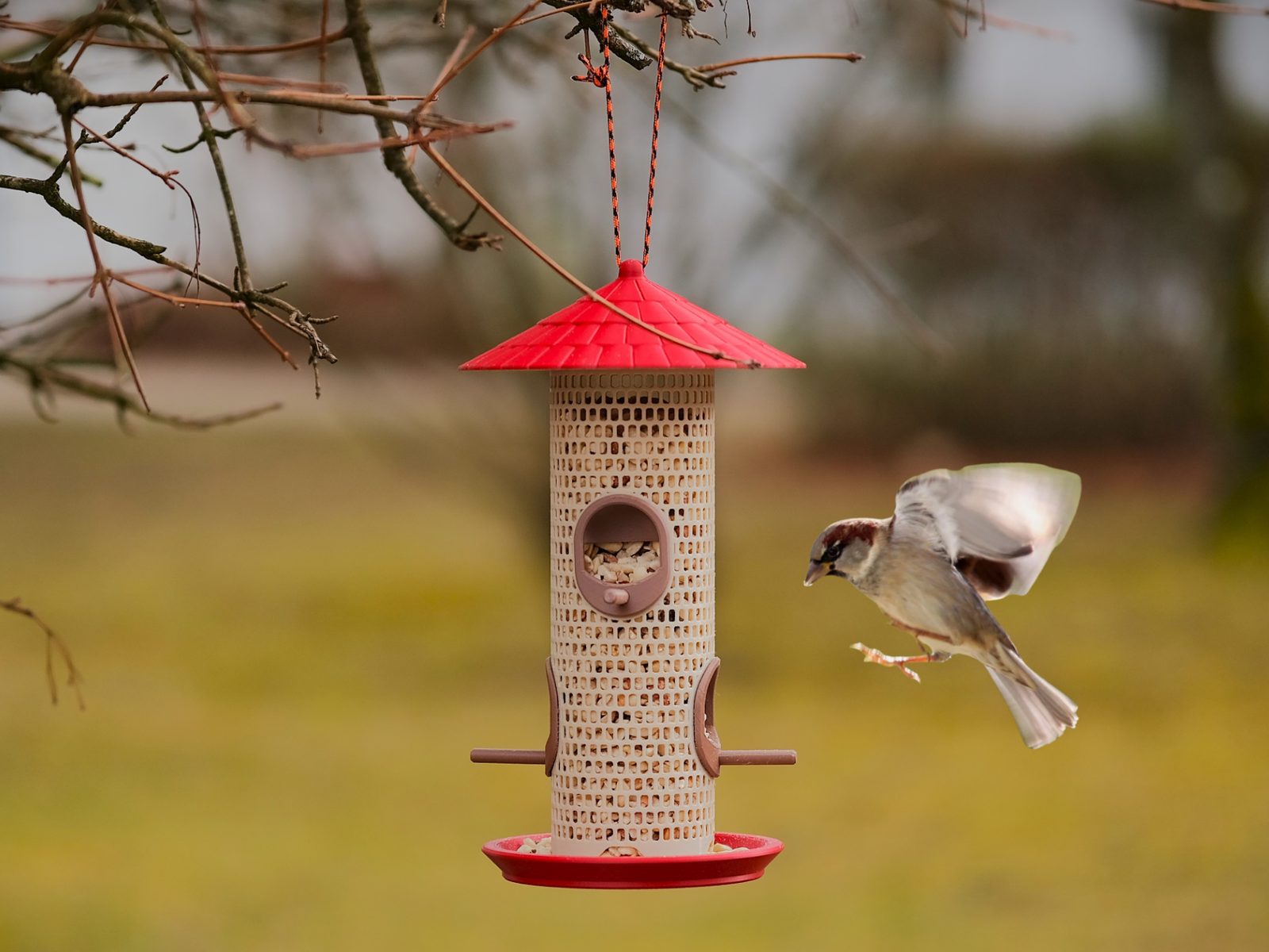 Classic Bird Feeder — vue 1