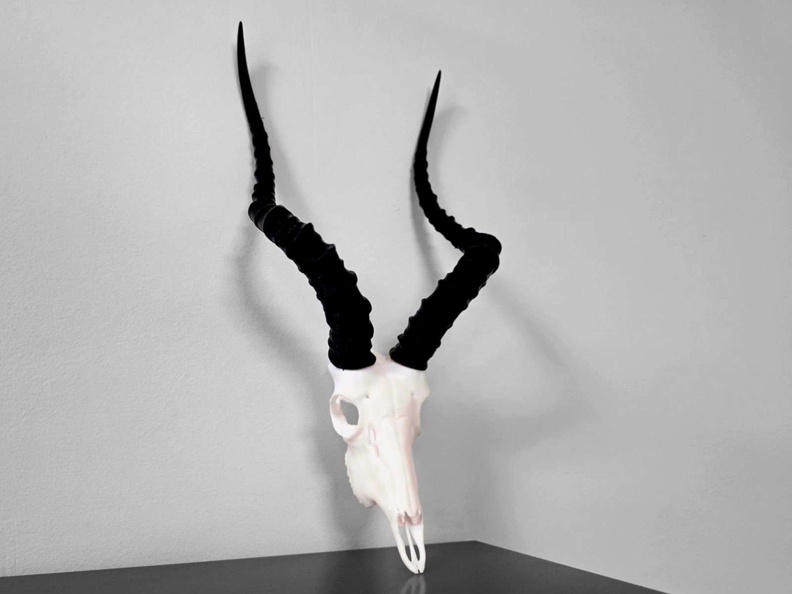 Impala Skull - Split Horns - New Skull — vue 1