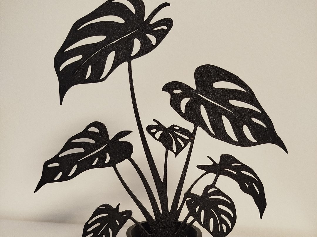 Monstera Pflanze im Topf — vue 1